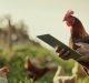 Farmer holding a tablet and a chicken in the farm