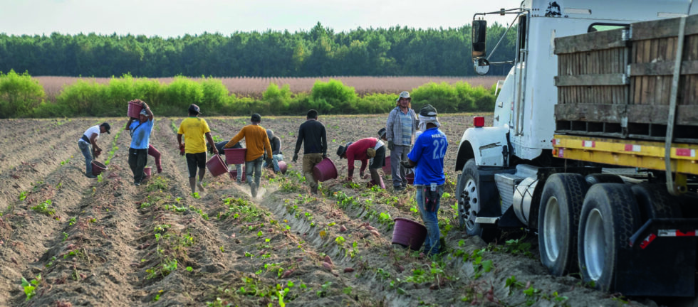 Direito do Trabalho no Agronegócio e normas trabalhistas aplicáveis ao trabalhador rural