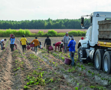 Direito do Trabalho no Agronegócio e normas trabalhistas aplicáveis ao trabalhador rural